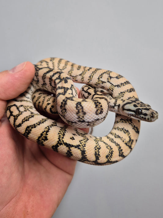 Silver Pepper Jag Carpet Python