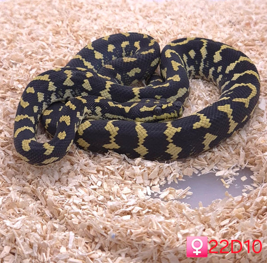 Jungle Carpet Python