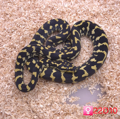 Jungle Carpet Python