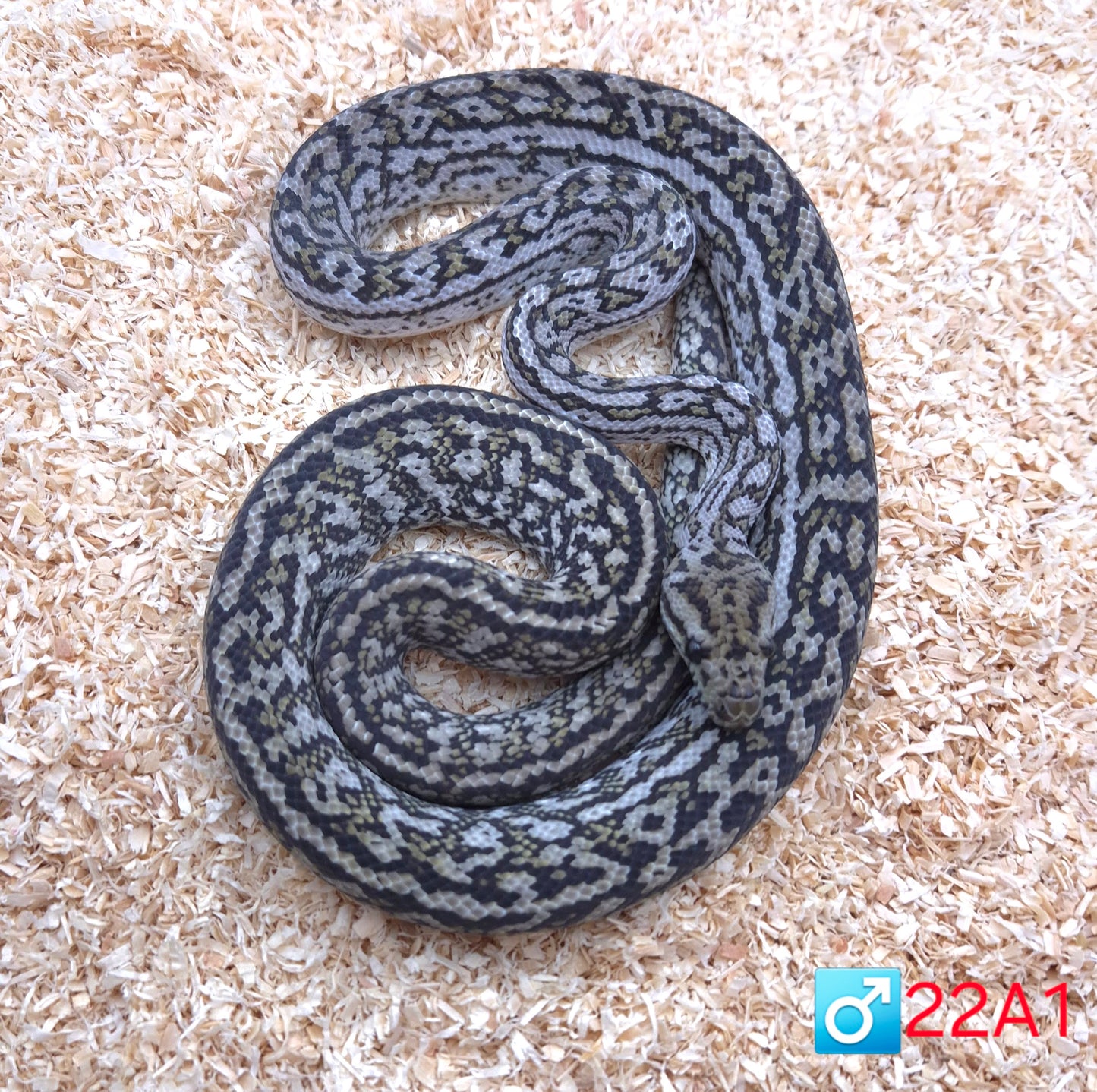 Silver Pepper Carpet Python