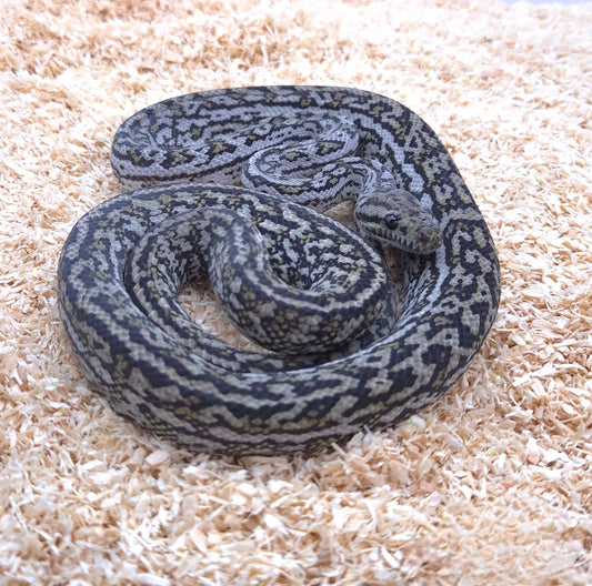 Silver Pepper Carpet Python