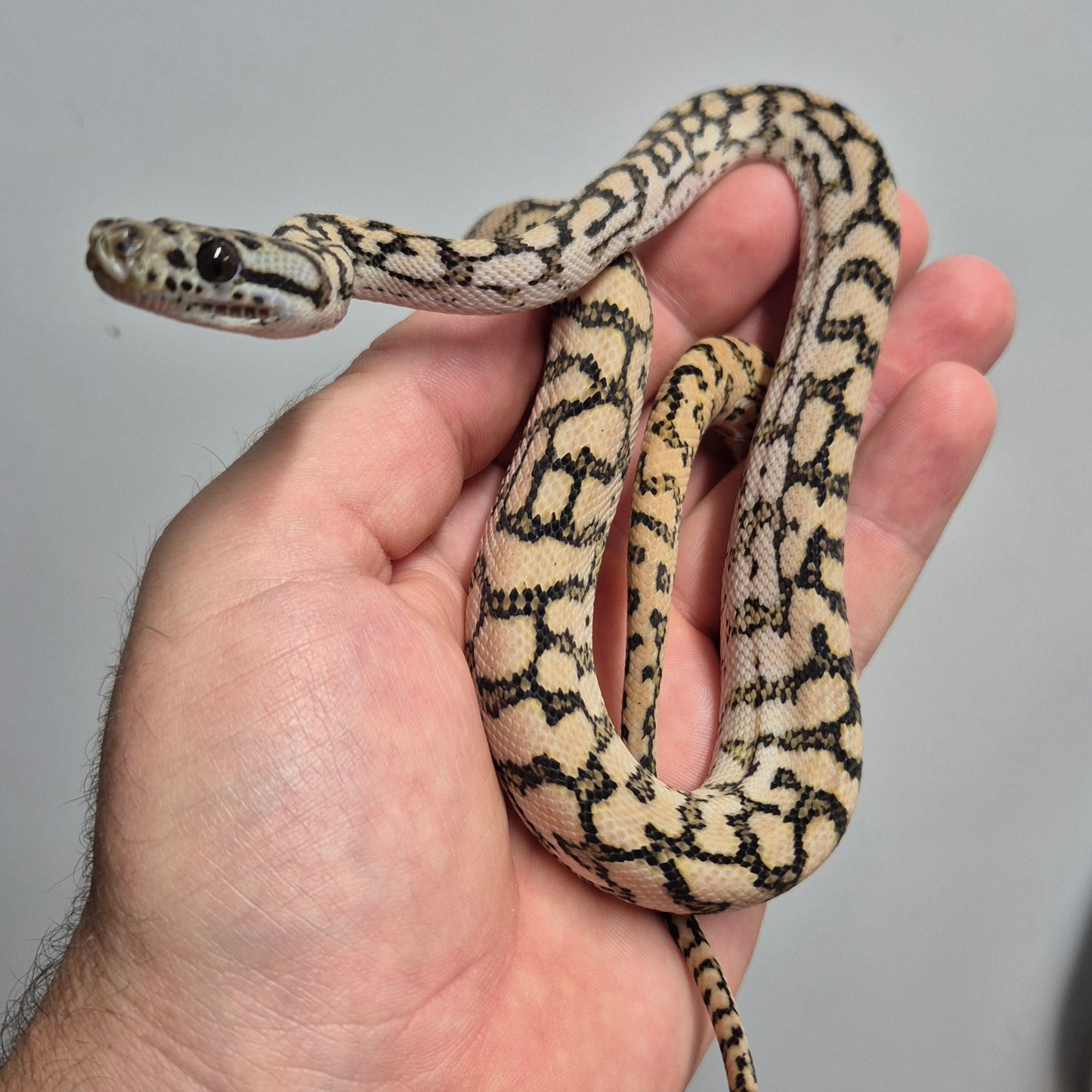 Silver Pepper Jag Carpet Python