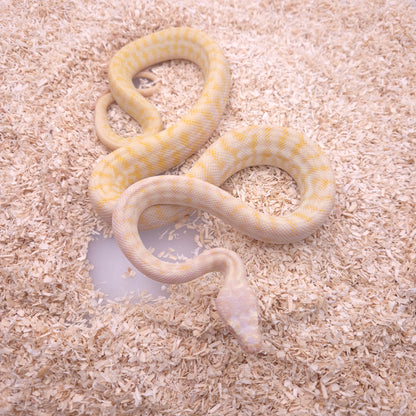 Albino Zebra