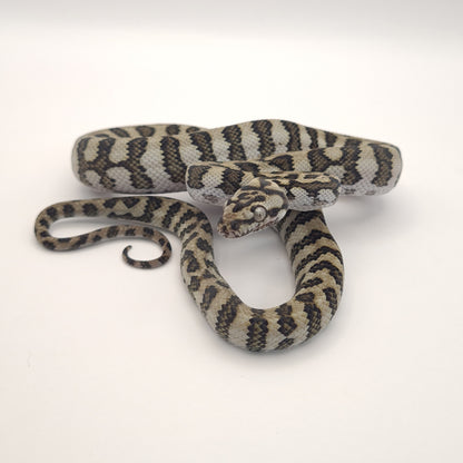 Jag 66% possible het silver pepper Carpet Python