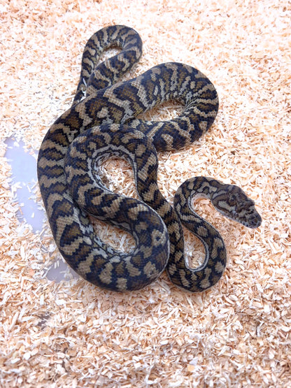 Caramel double het Axanthic/Silver Pepper Carpet Python