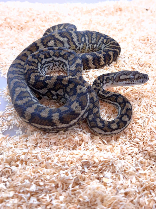 Caramel double het Axanthic/Silver Pepper Carpet Python