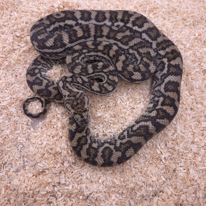 Caramel double het Axanthic/Silver Pepper Carpet Python