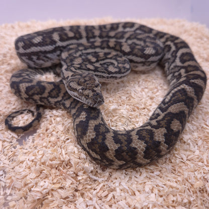 Caramel double het Axanthic/Silver Pepper Carpet Python