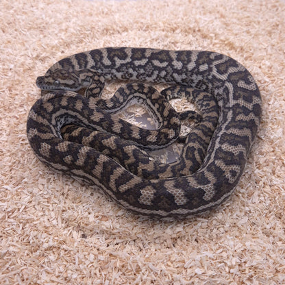 Caramel double het Axanthic/Silver Pepper Carpet Python