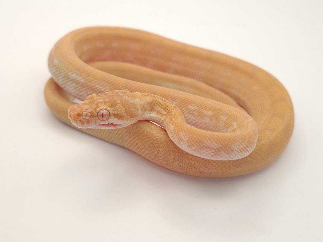 Caramel Albino Carpet Python