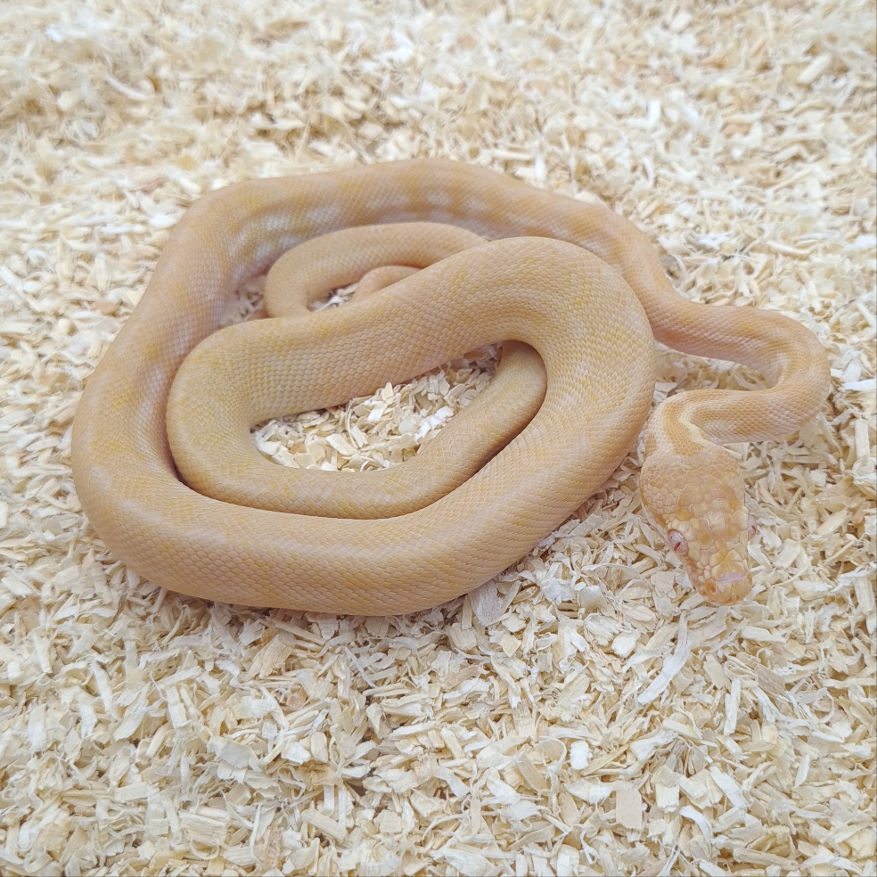 Caramel Albino Carpet Python