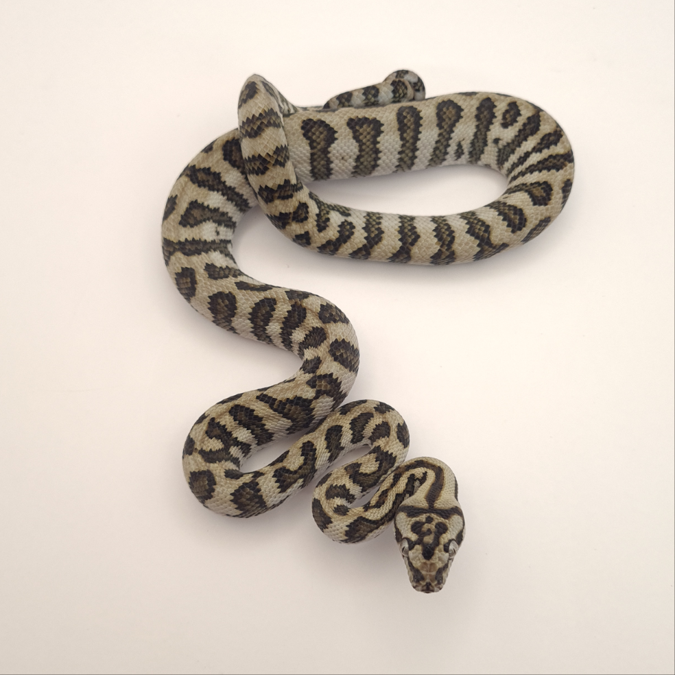 Jag 66% possible het silver pepper Carpet Python