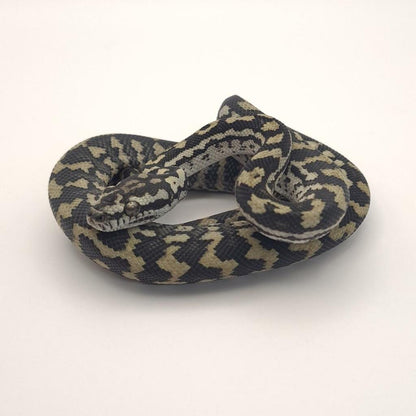 Normal 66% possible het silver pepper Carpet Python