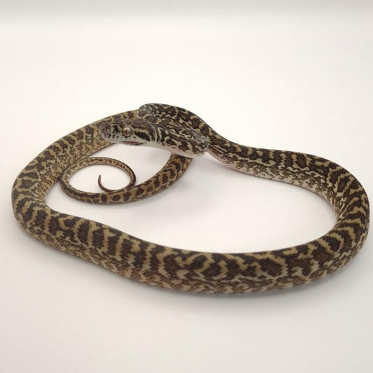 Zebra het albino carpet python