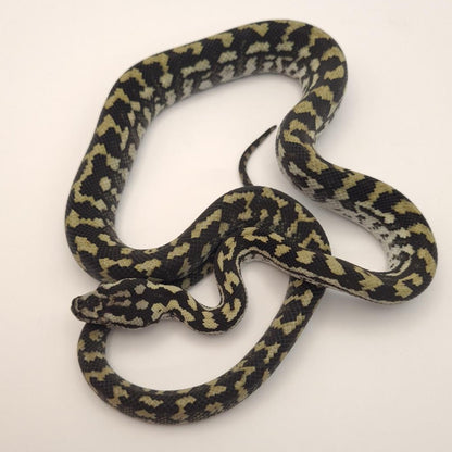 Normal 66% possible het silver pepper Carpet Python