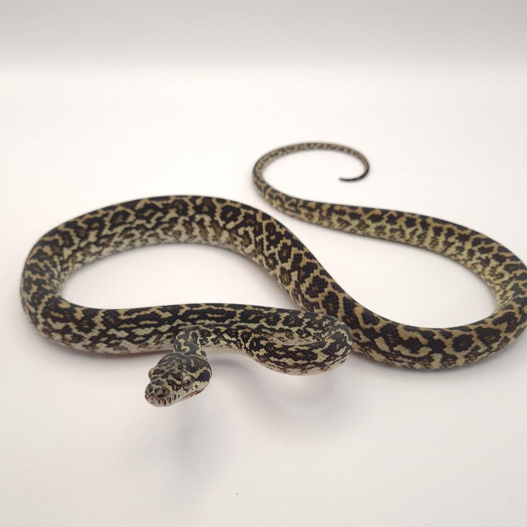 Zebra het albino carpet python