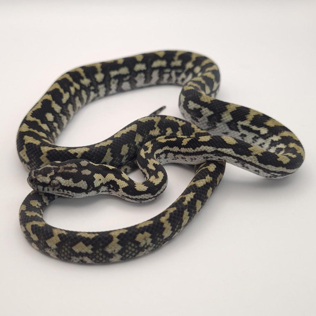 Normal 66% possible het silver pepper Carpet Python